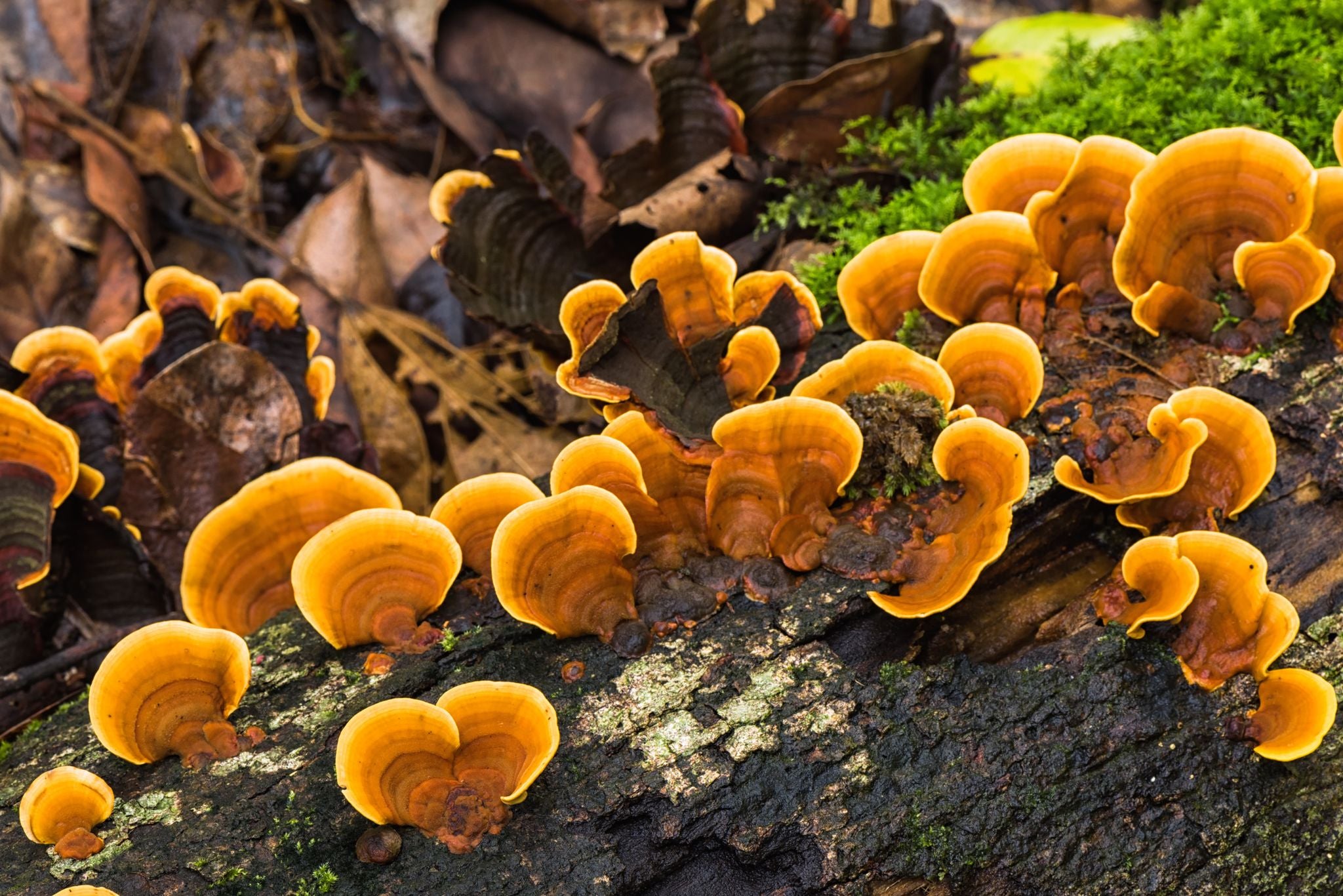 The Gold Standard: New Chapter Brings You DNA-Testing for Mushroom Supplements