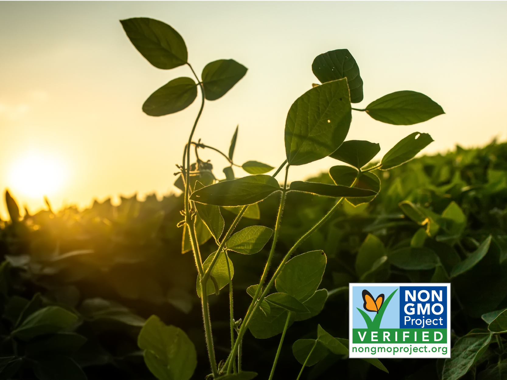 Should You Buy Non-GMO Supplements?