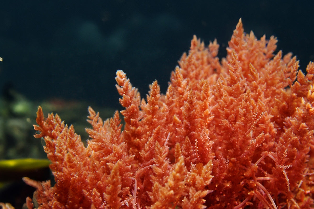 What are the side effects of algae calcium?