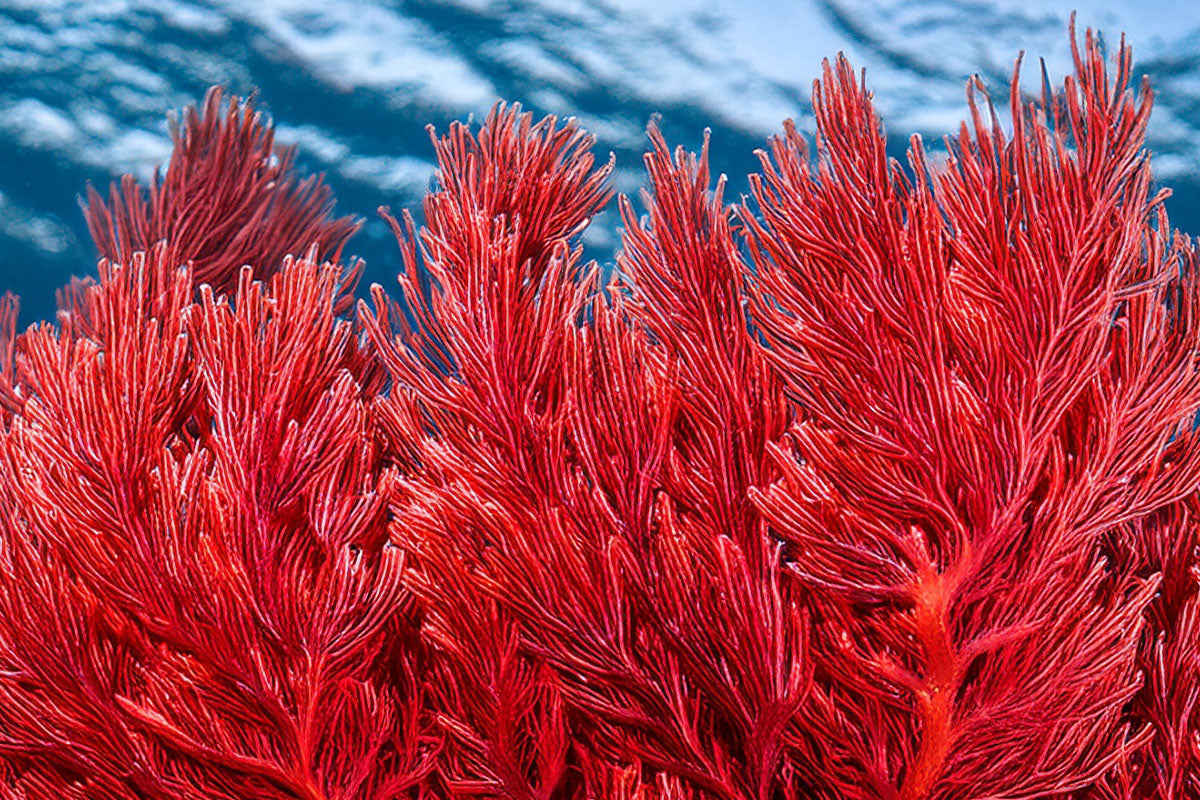 Red Algae
