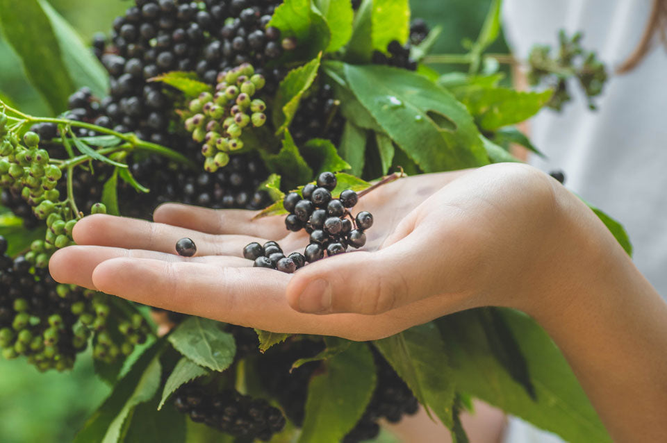 The Essential Guide to Black Elderberry: Benefits & Uses