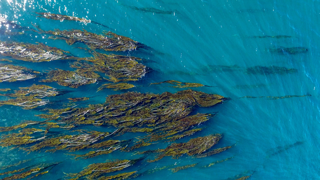 In Praise of Kelp