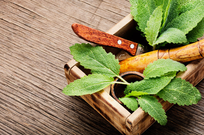 Get to Know Herbalists Without Borders: A Nonprofit Helping Communities in Need