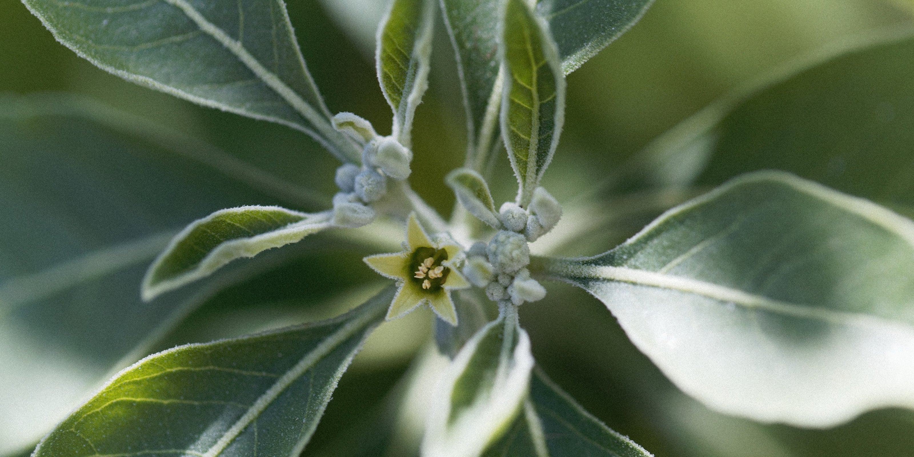 Ashwagandha