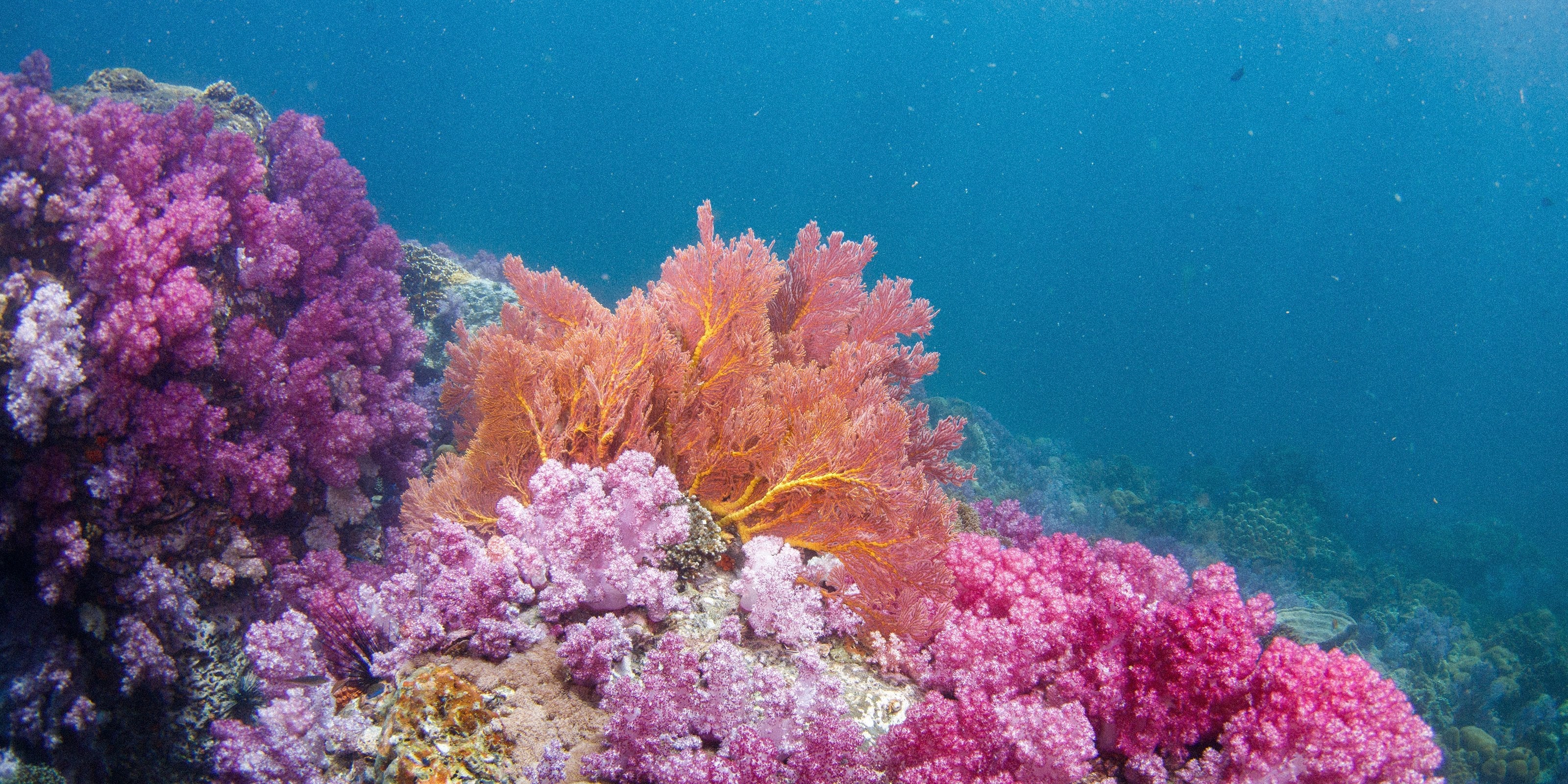 Astaxanthin