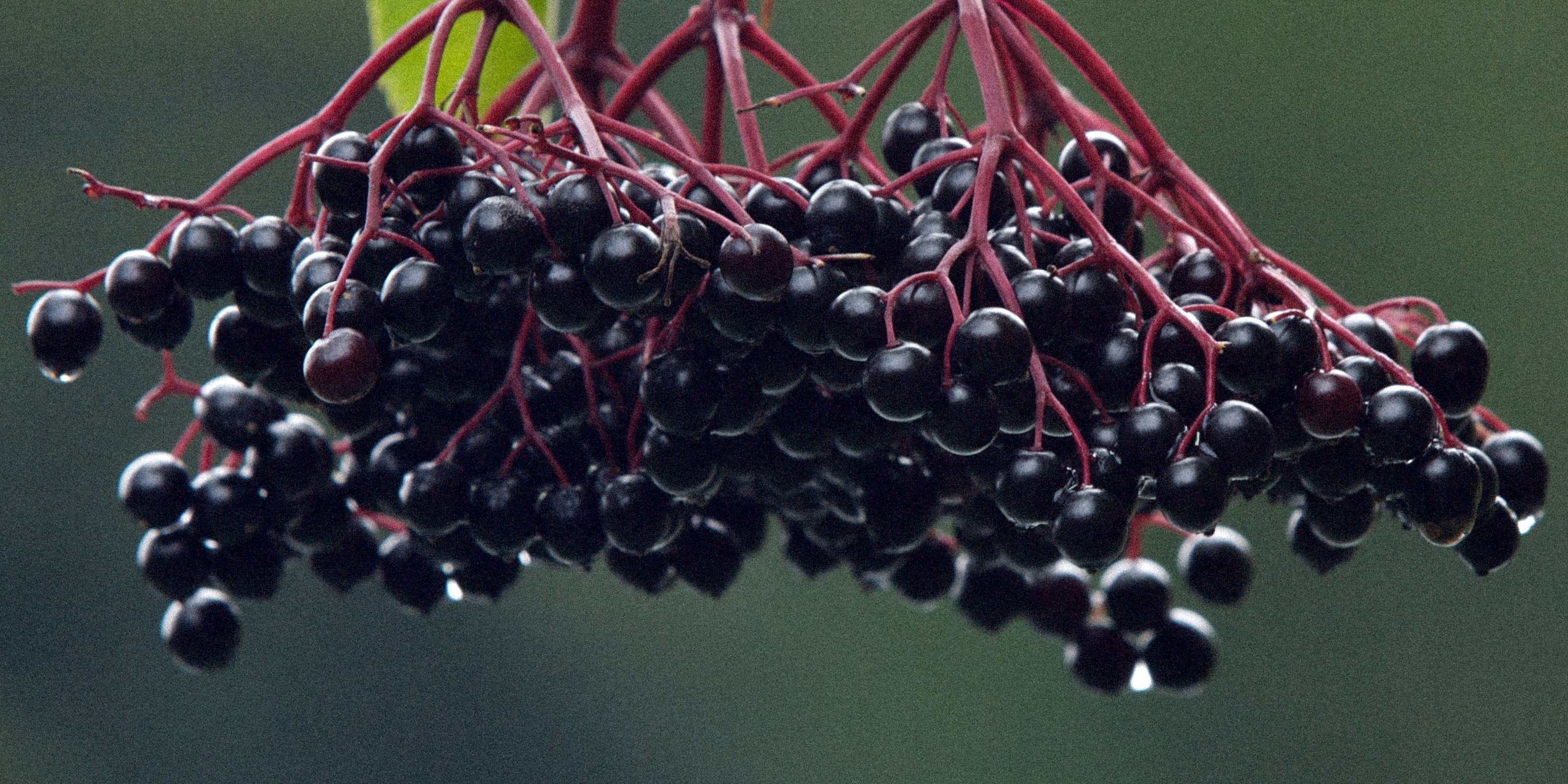 Elderberry