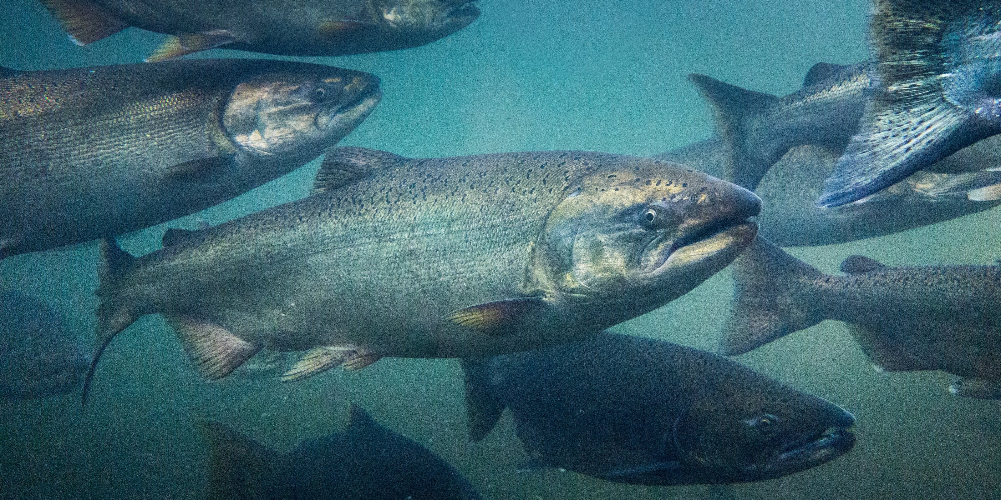 Fish Oil