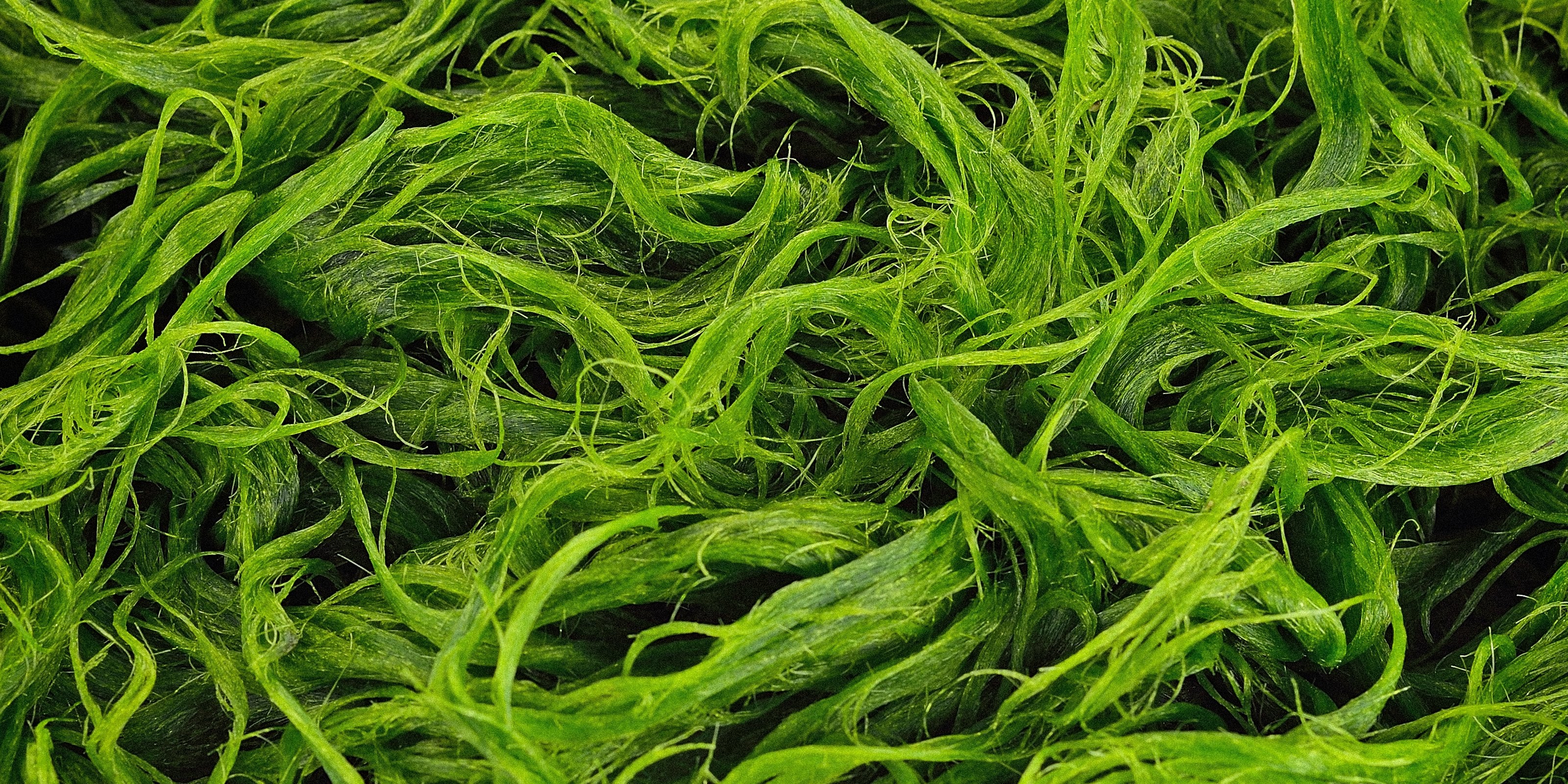 Fermented Microalgae
