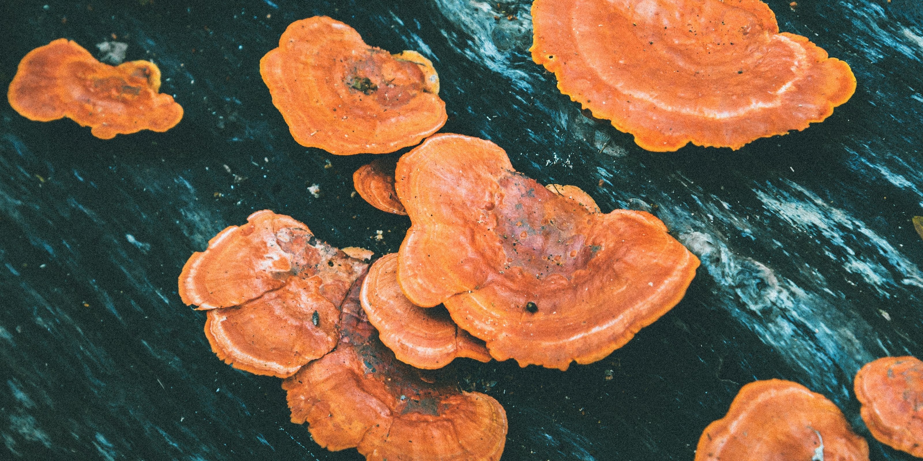Reishi