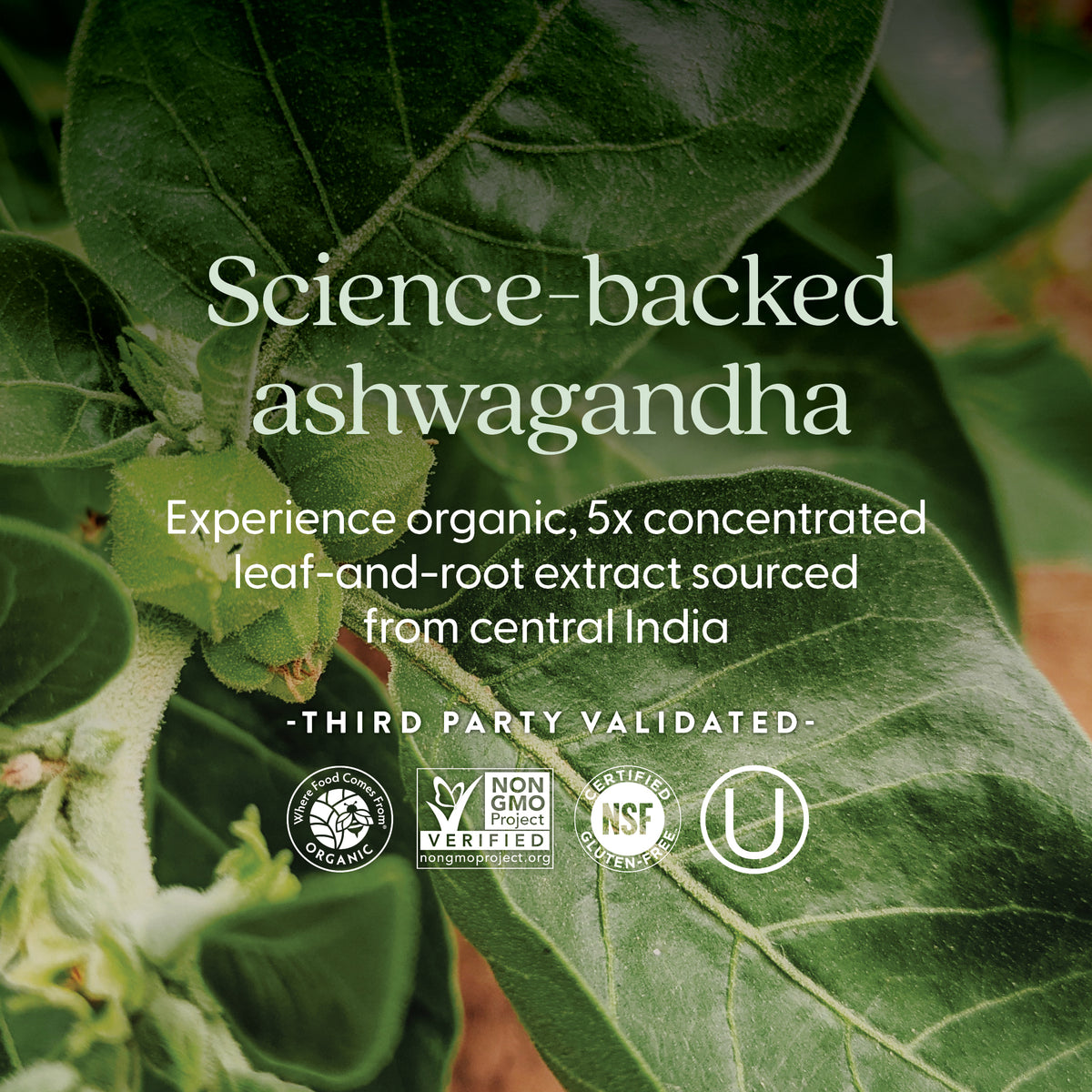 Science-backed ashwagandha - Experience organic, 5x concentrated leaf-and-root extract sourced from central India. Where Food Comes From Organic Certified, Non-GMO Project Verified, NSF Certified Gluten-Free, Kosher Certified