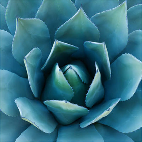 Blue Agave Fiber Page