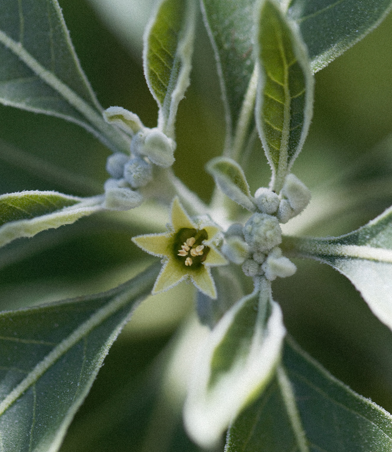 Ashwagandha