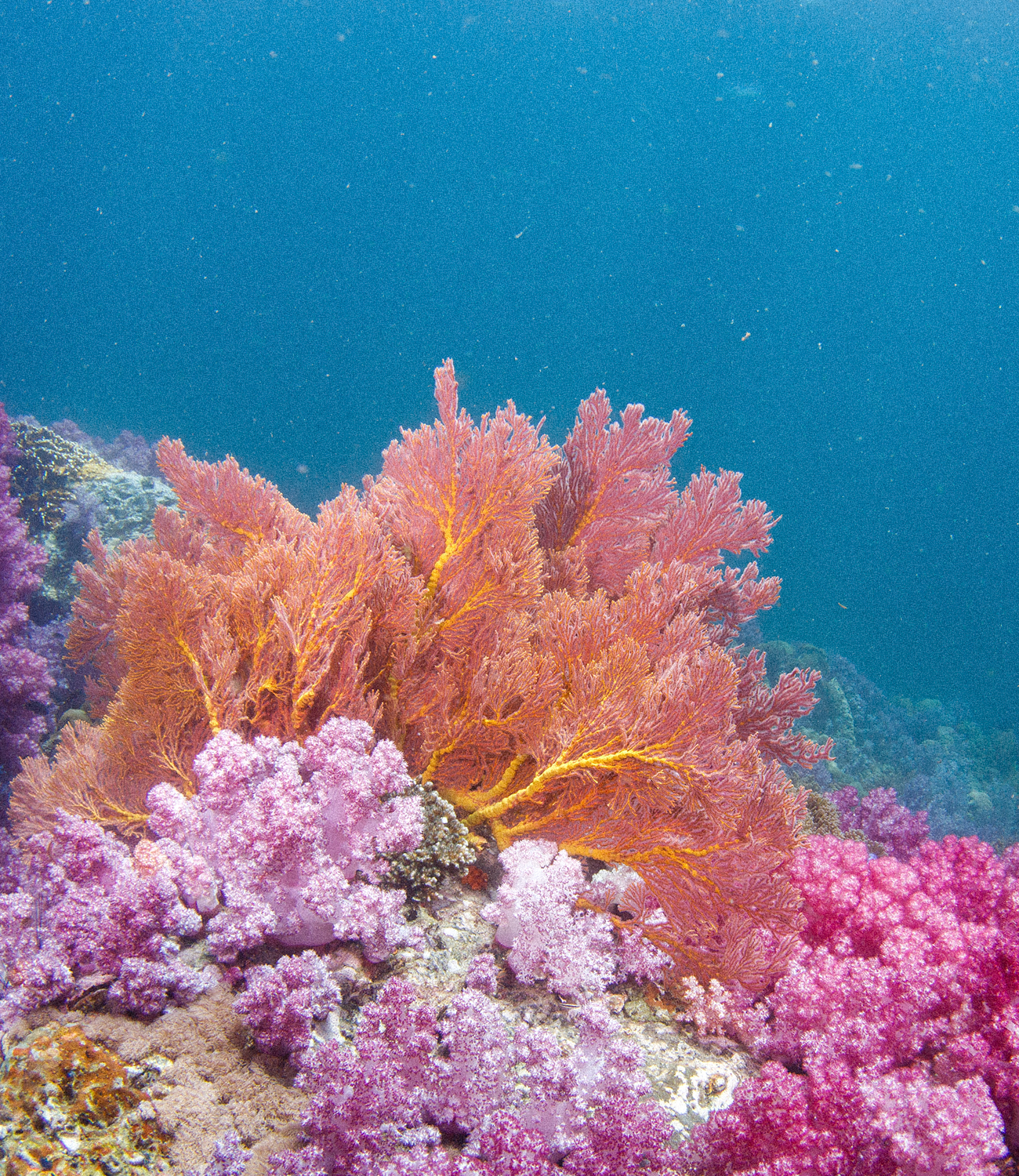 Astaxanthin