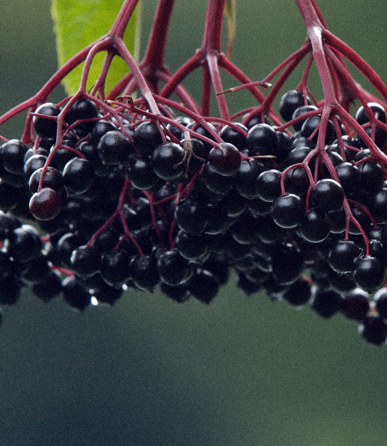 Elderberry