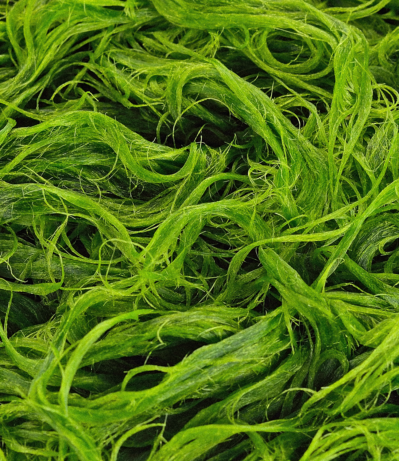 Fermented Microalgae