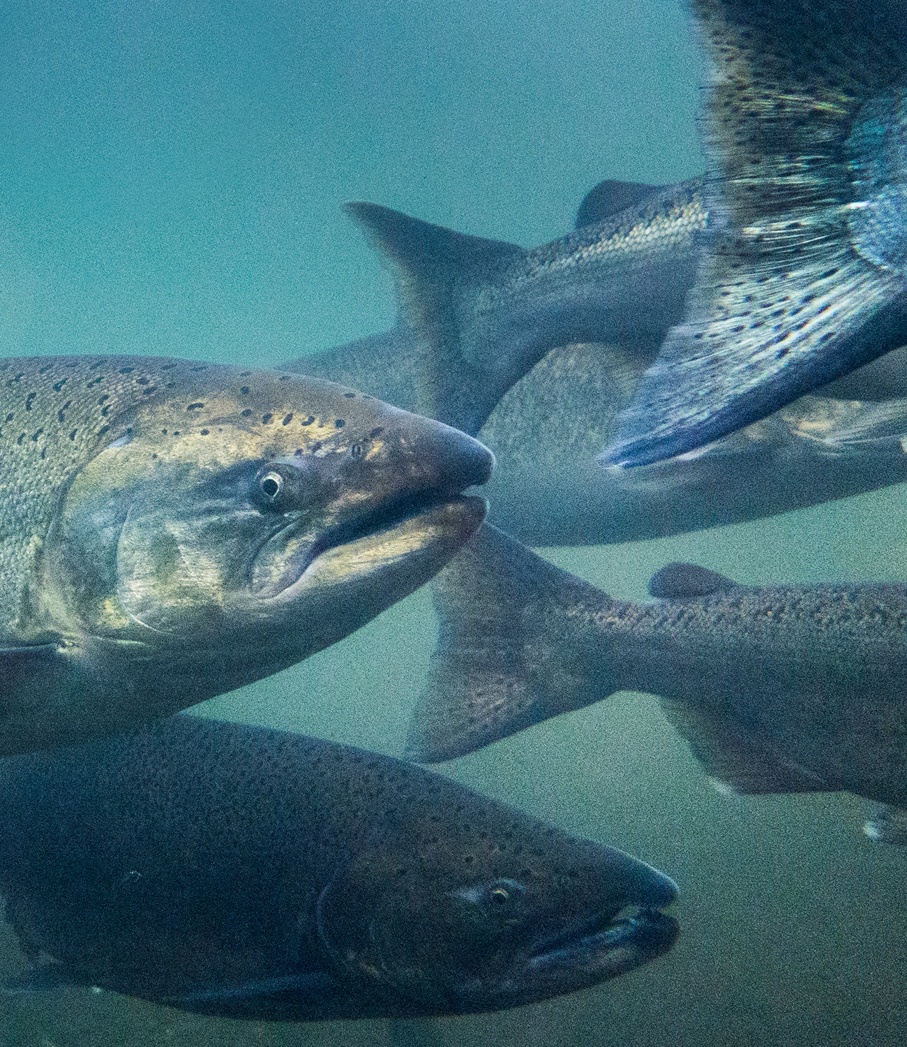 Fish Oil