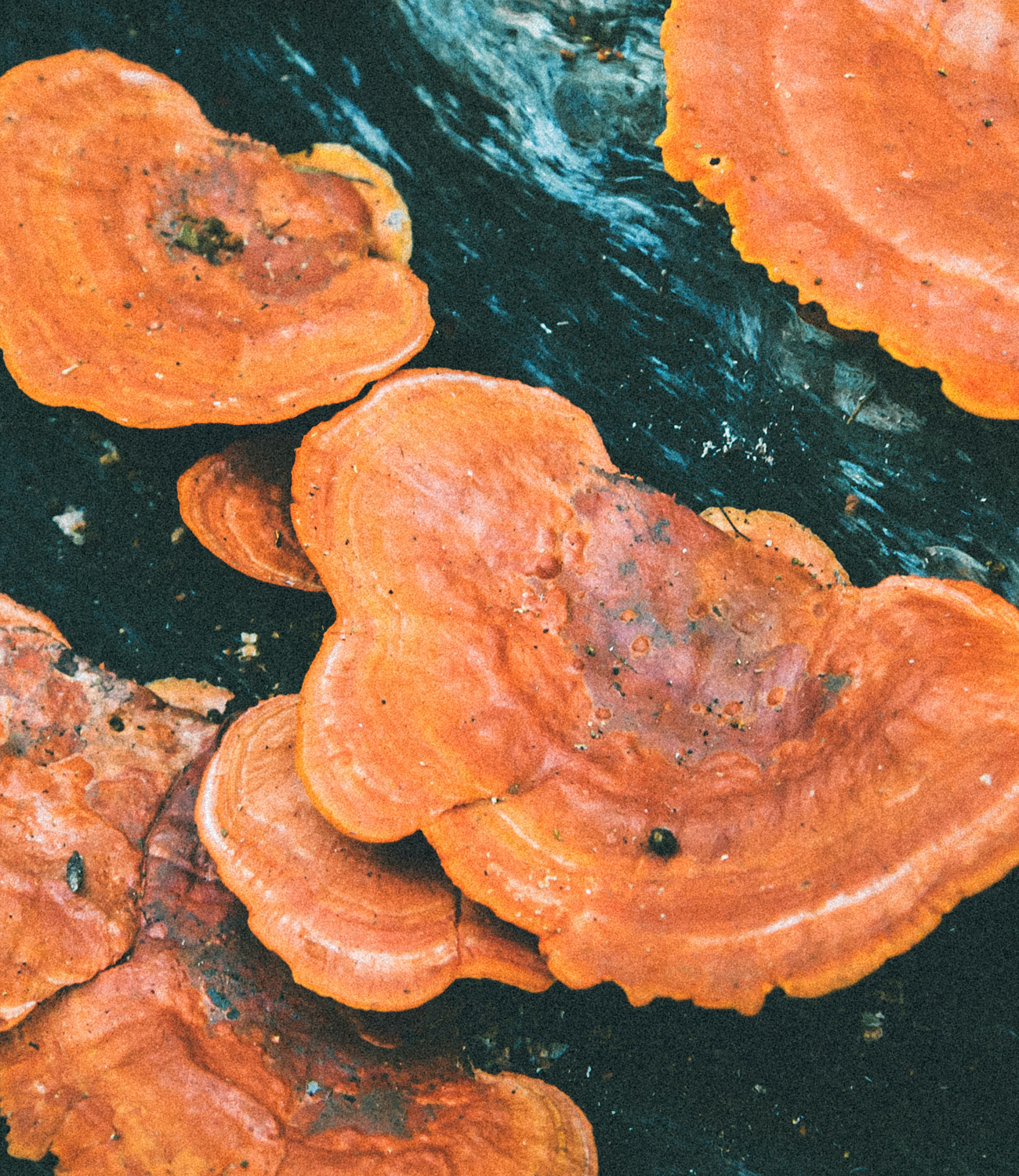 Reishi