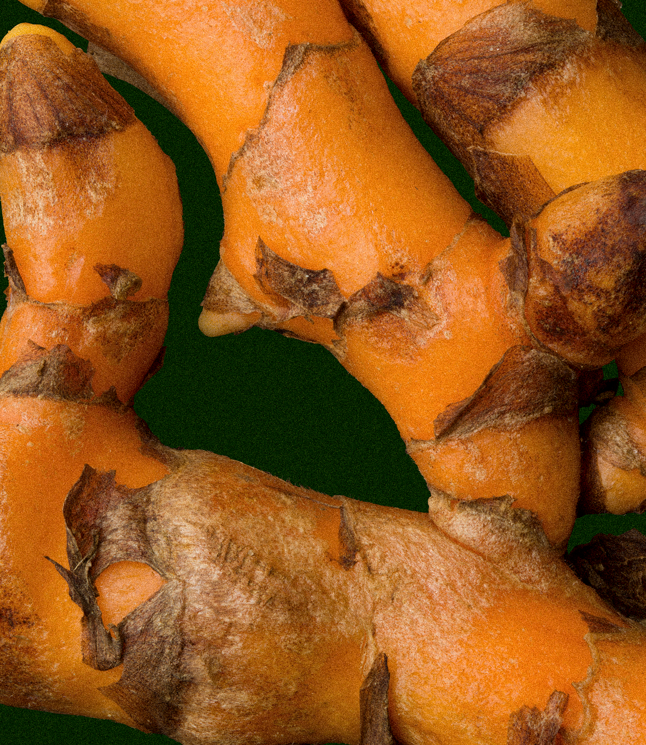 Turmeric