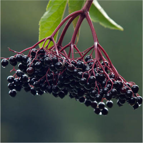 Elderberry Page