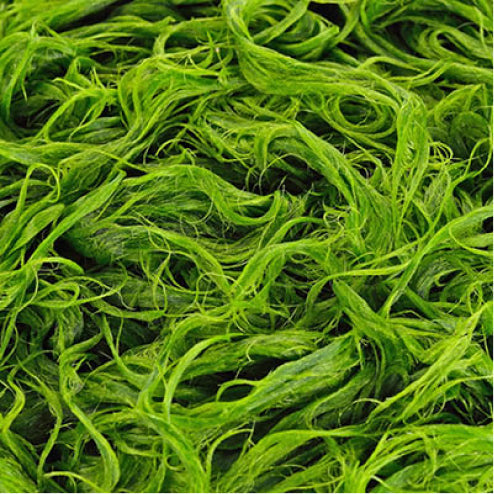 Fermented Microalgae Page