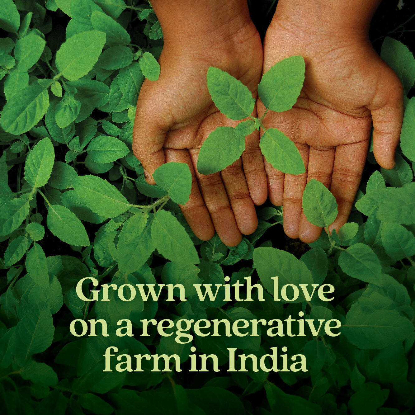 Grown with love on a regenerative farm in India