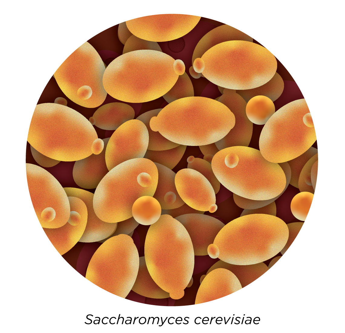 Saccharomyces cerevisiae