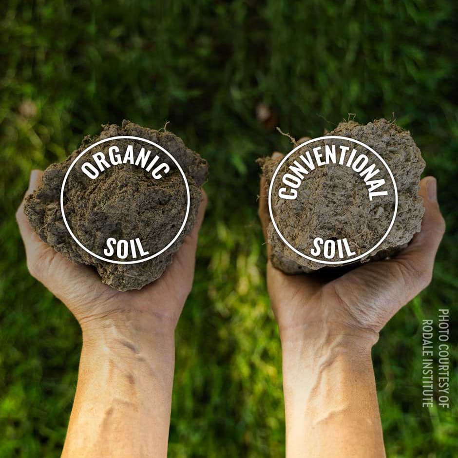 Organic Soil vs Conventional Soil