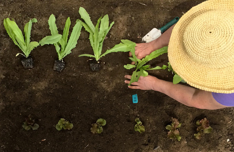 Sustainability Tips for Earth Day & Every Day