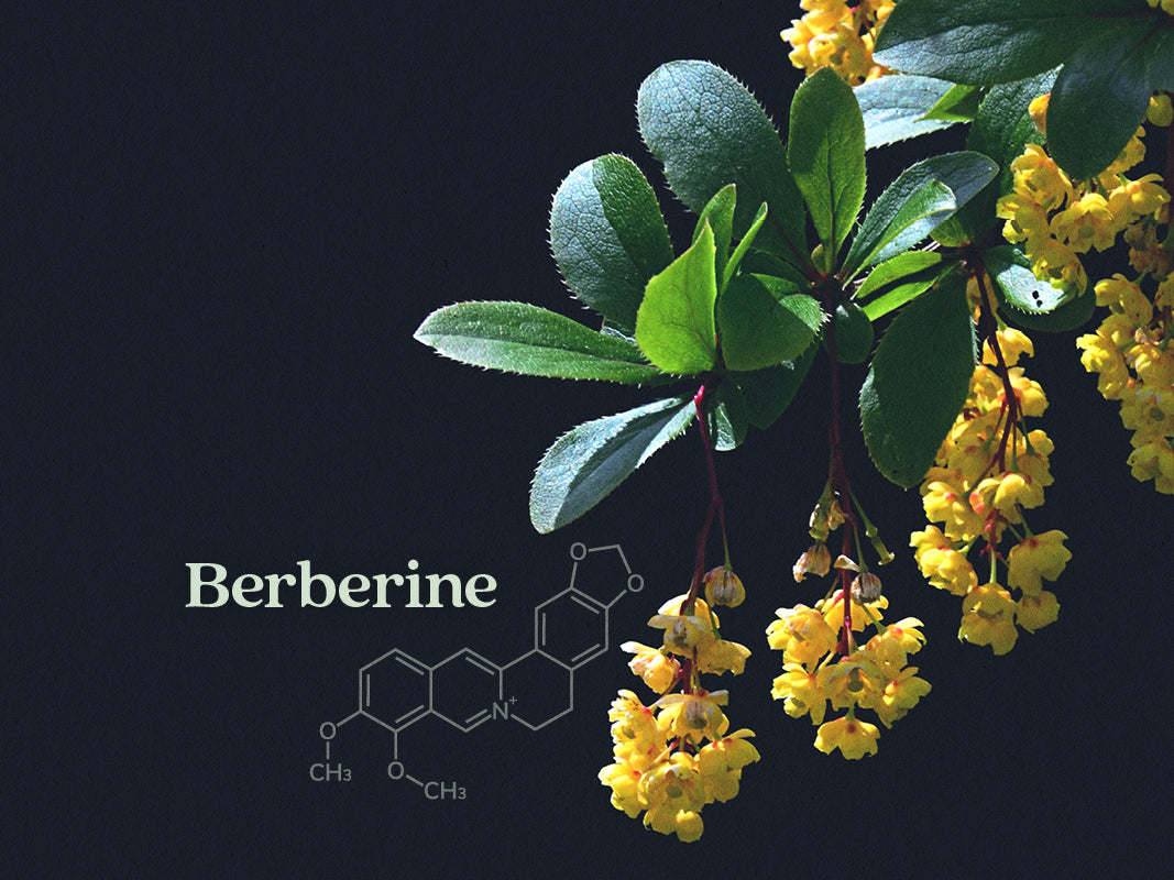 Berberine Supplements: Health Benefits & Trends