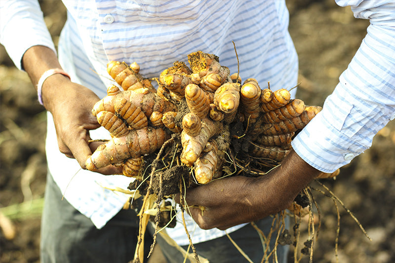 Turmeric Supplements: Health Benefits & Uses
