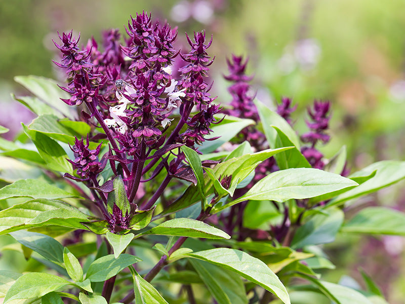 What is Holy Basil and what are its benefits? | New Chapter
