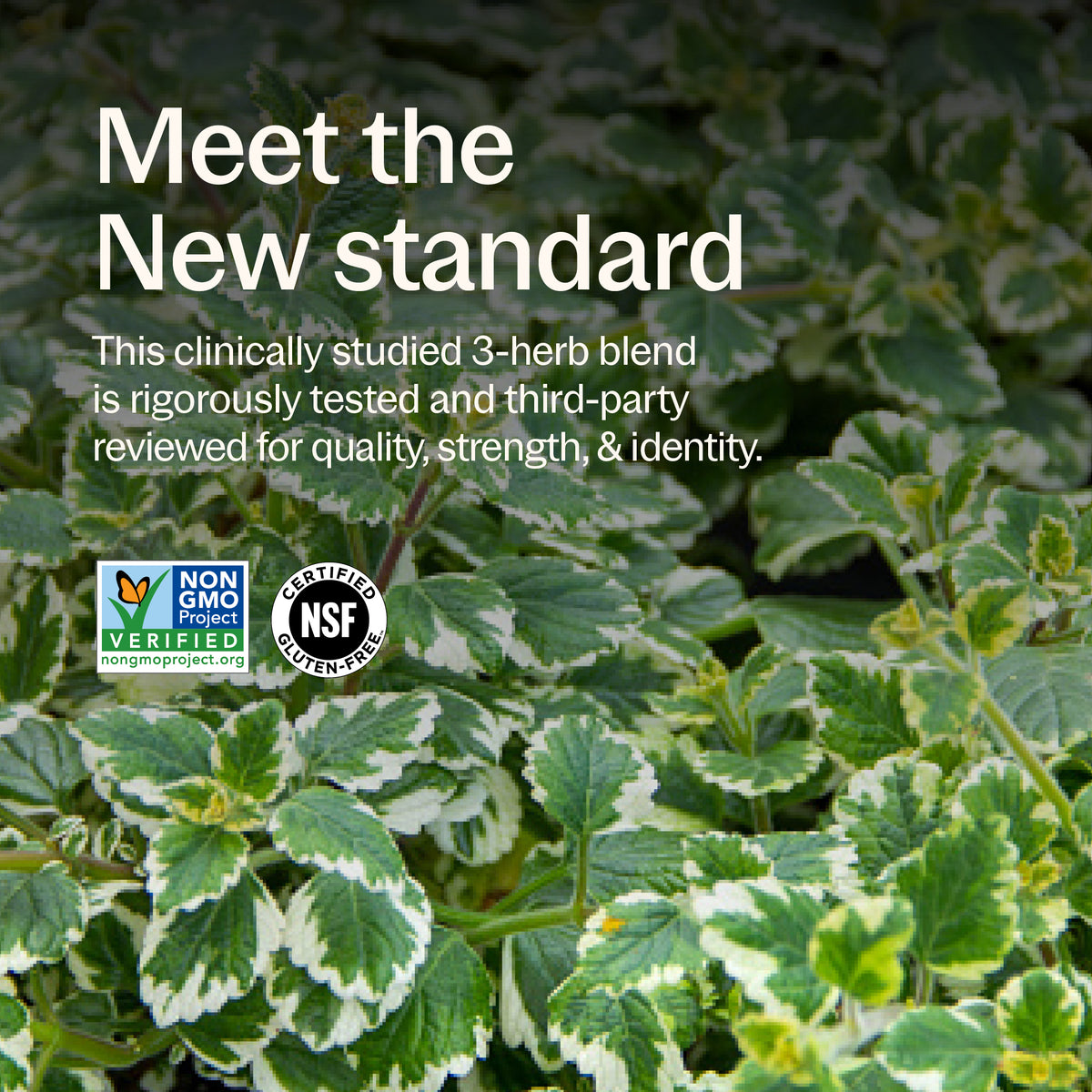 Meet the New Standard This clinically studied 3-herb blend is rigorously tested and third-party reviewed for quality, strength, & identity Non-GMO Project Verified, NSF Certified Gluten Free,