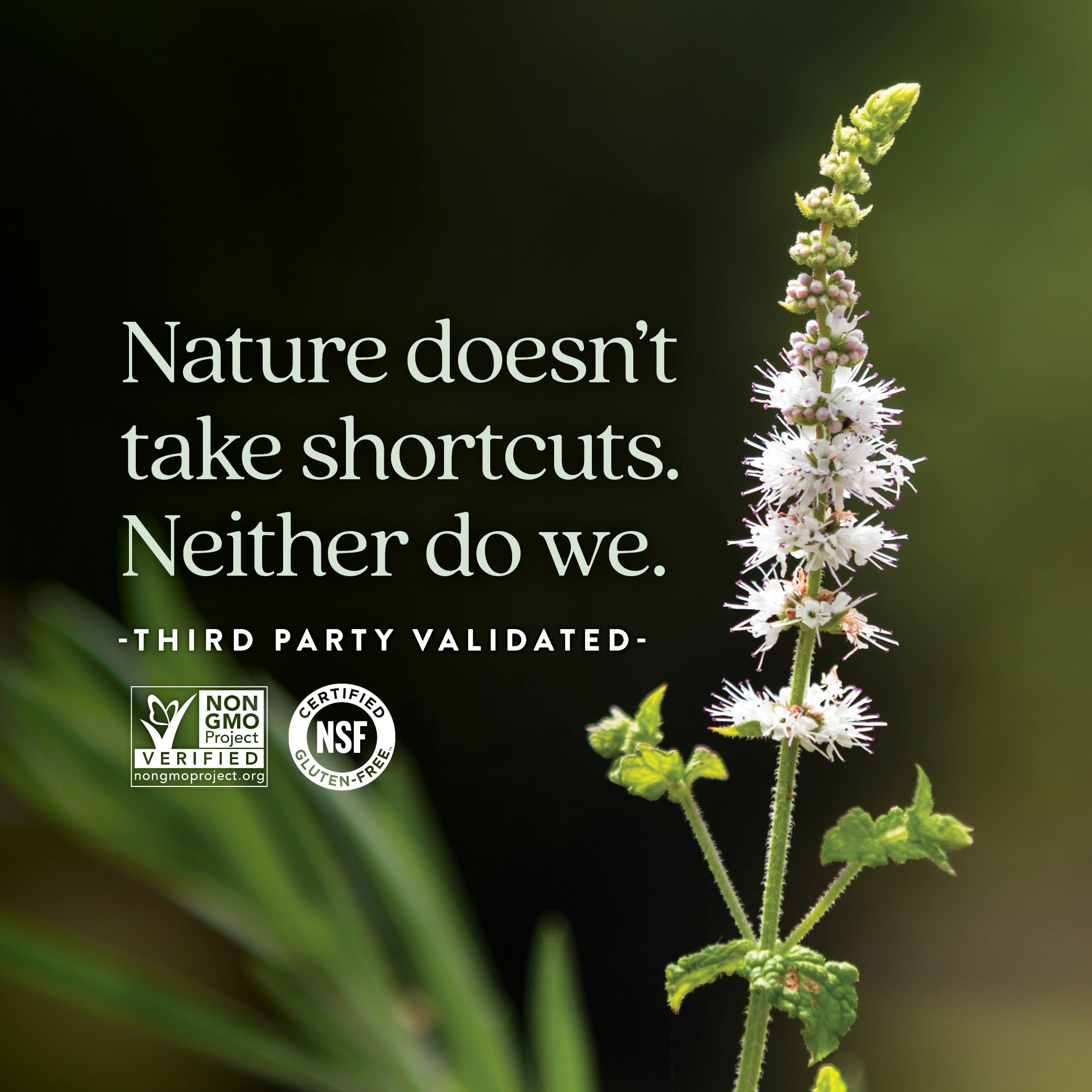 Non-GMO Project Verified, NSF Certified Gluten-Free