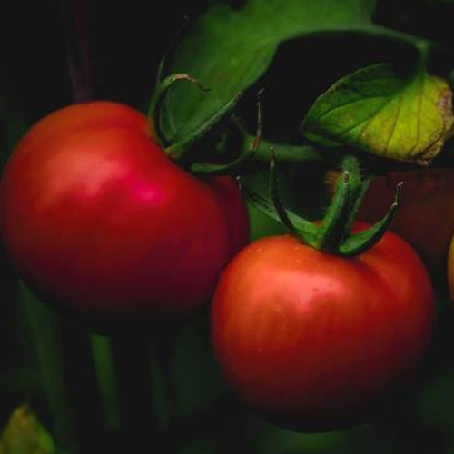 Plant-Based Melatonin Supplements