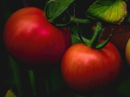 Tomatoes