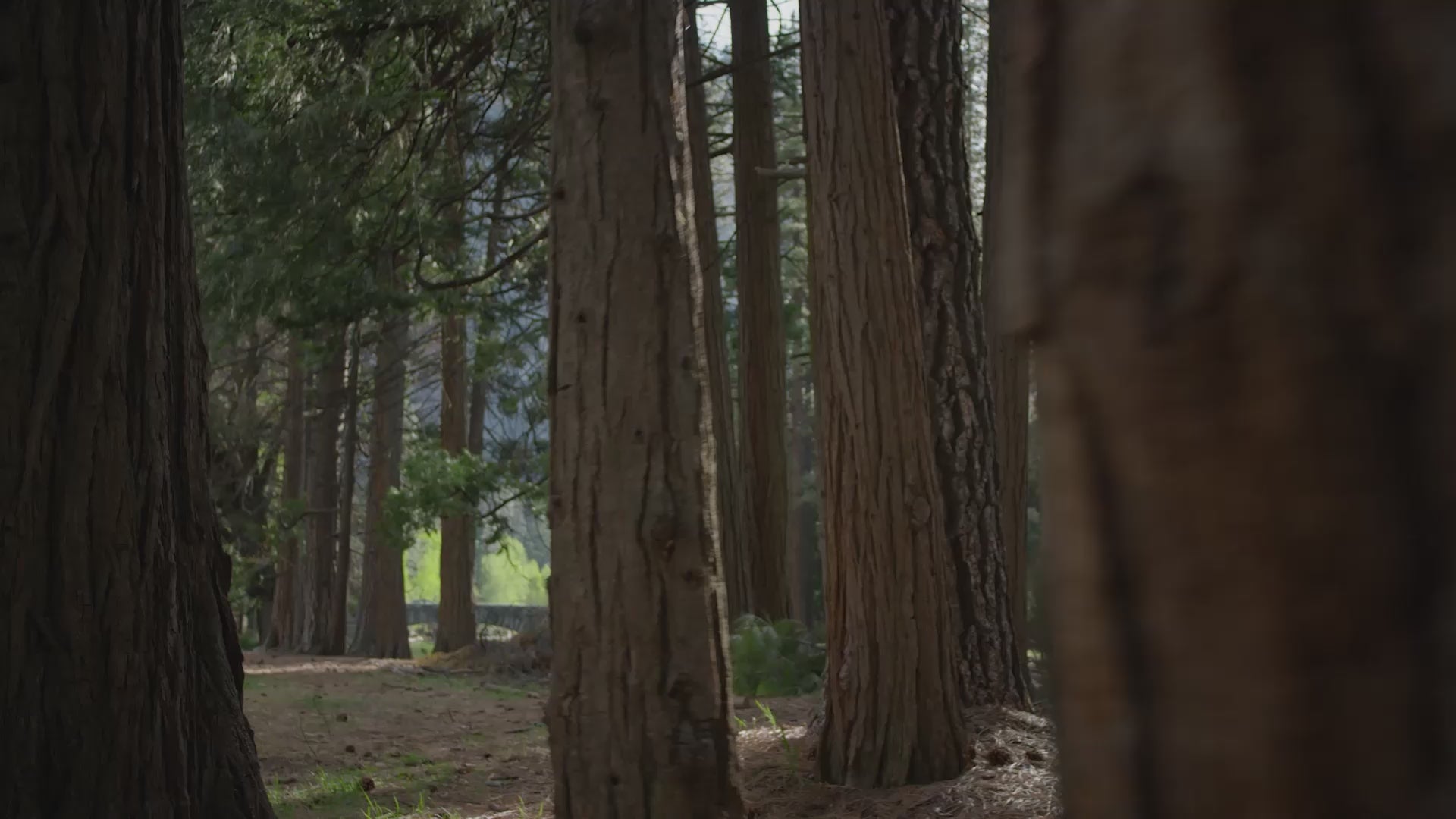 Every Woman One Daily Video